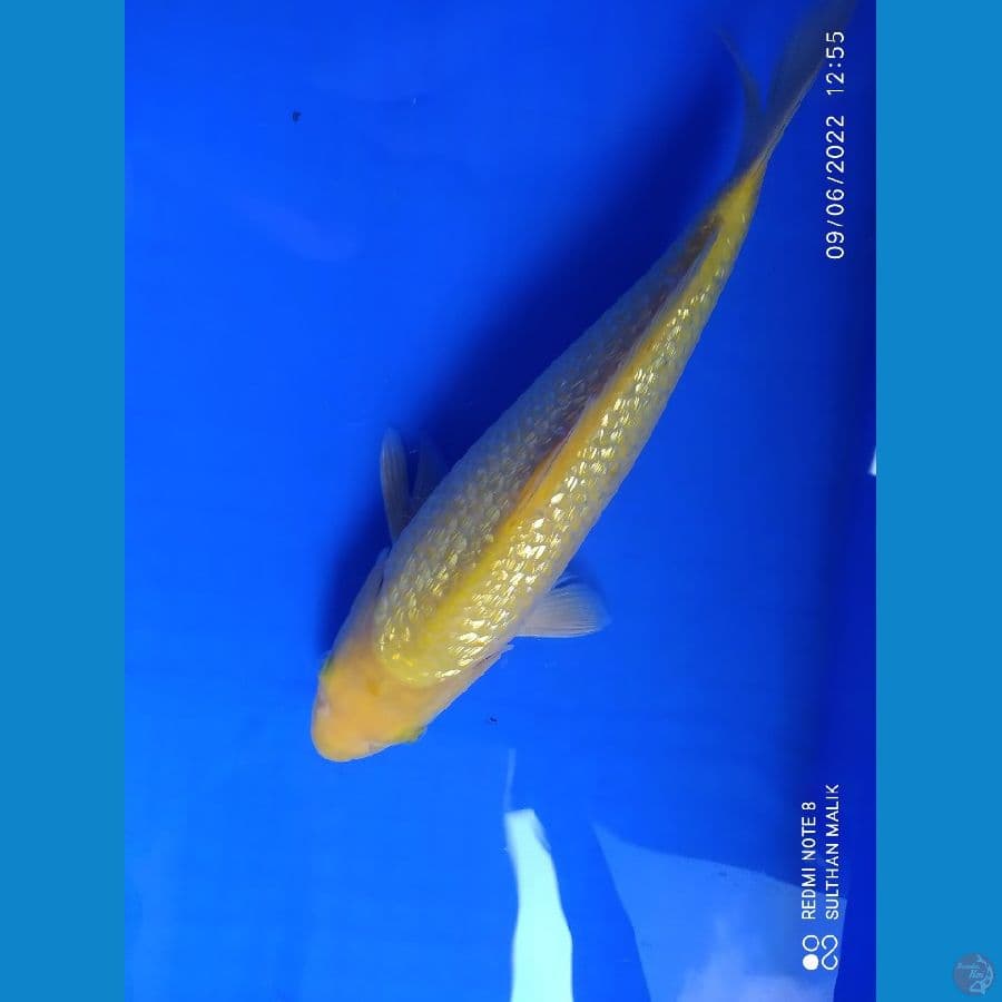 midori ginrin 30 cm punuk