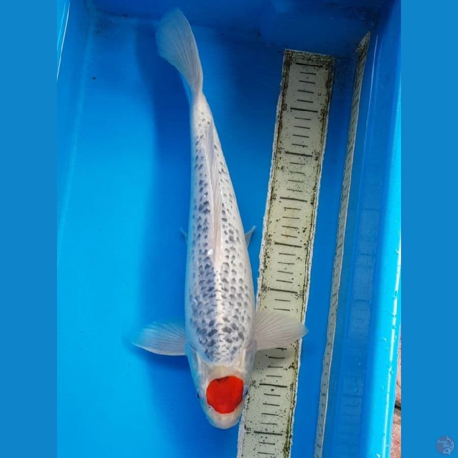 TANCO GOSHIKI 42 cm