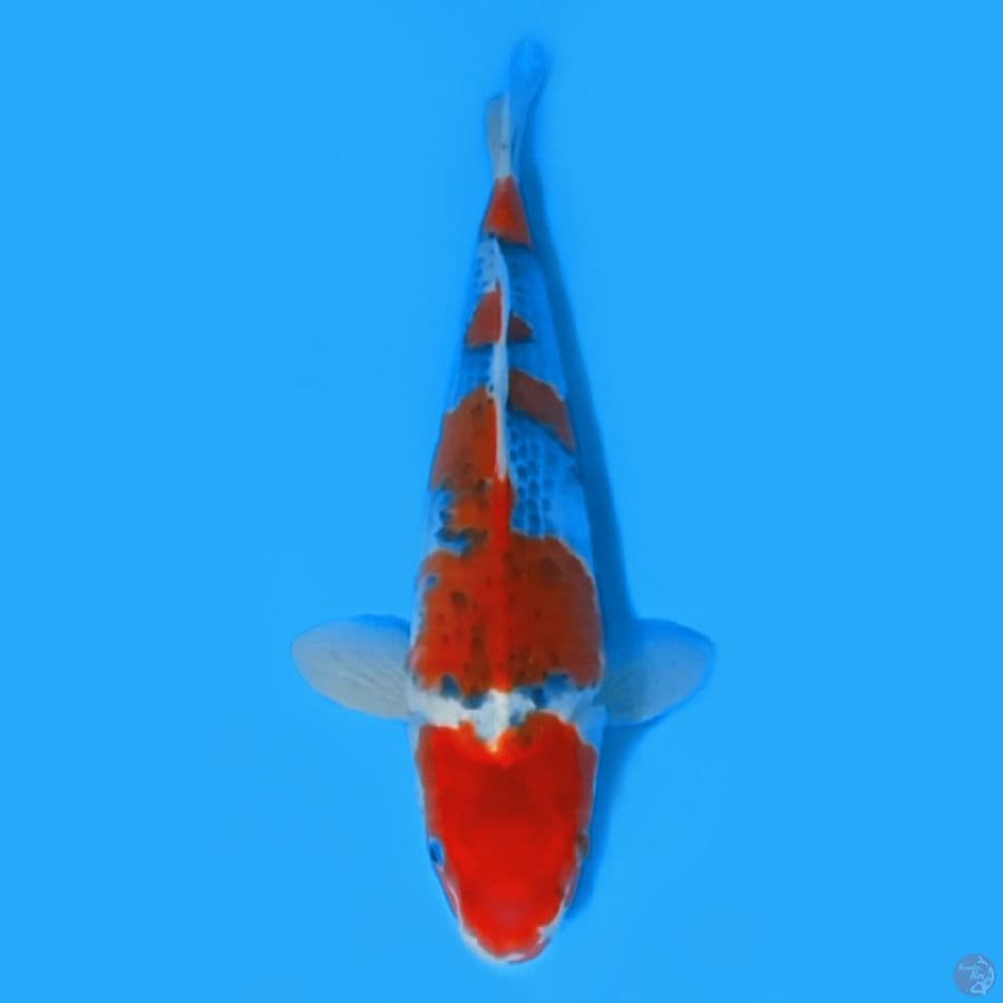 GOSHIKI BAKAT JUMBO 39CM - FEEMALE