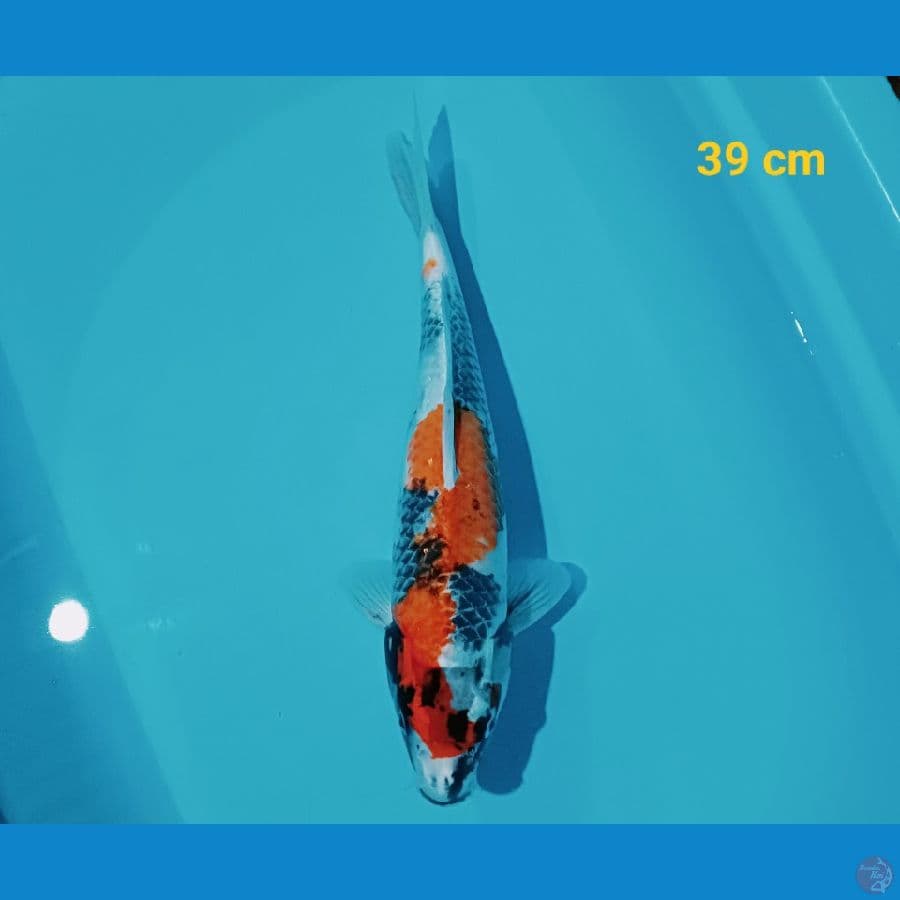 showa 39 cm