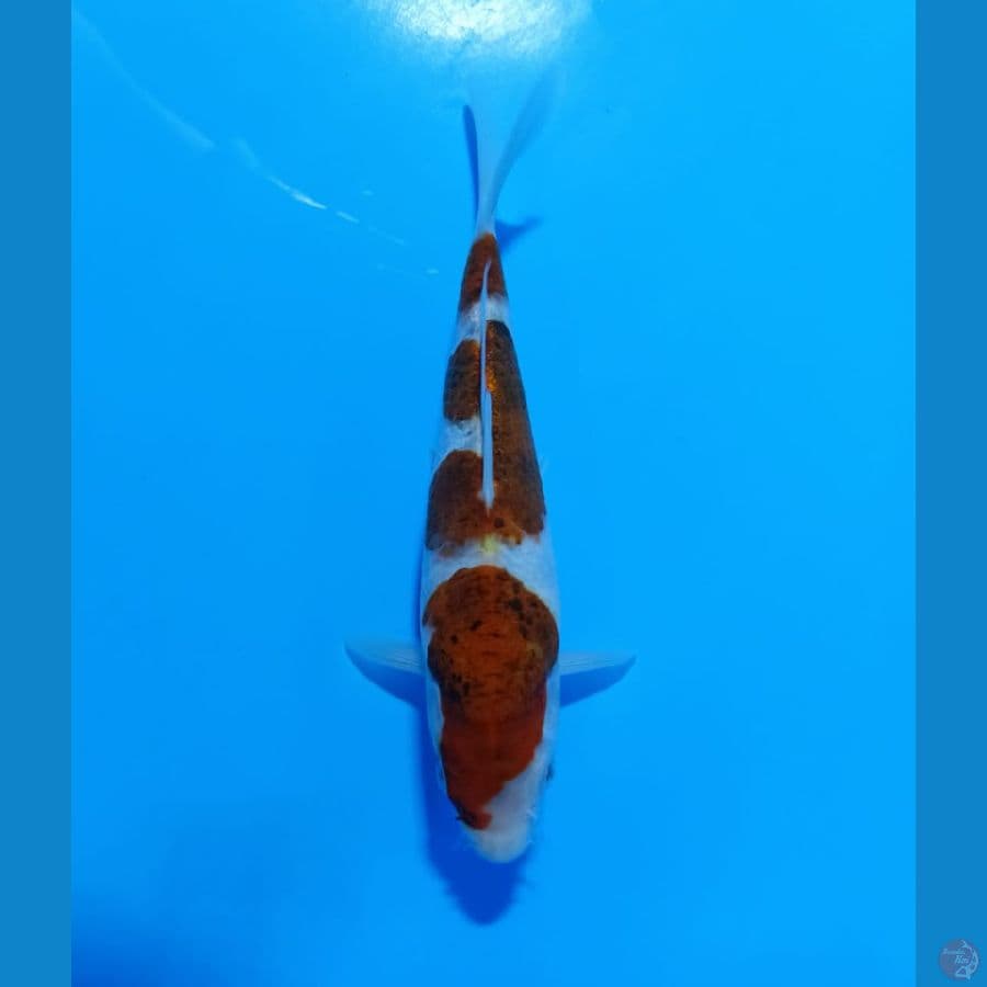 Budo Goromo 27 CM