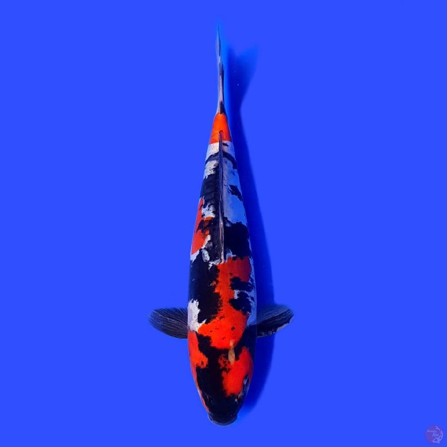 Showa doitsu 25cm murnii.