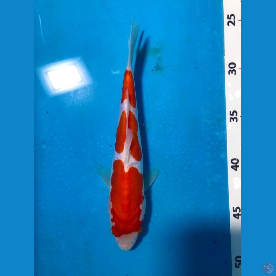 kohaku doitsu murni 23cm