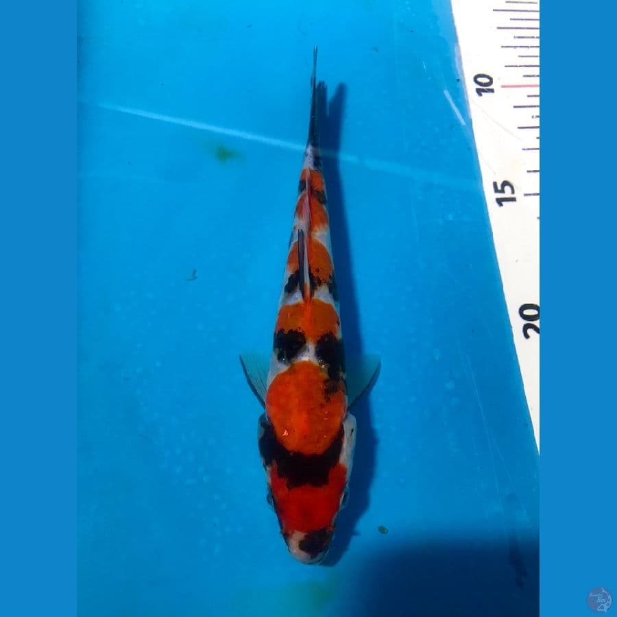 showa 17cm