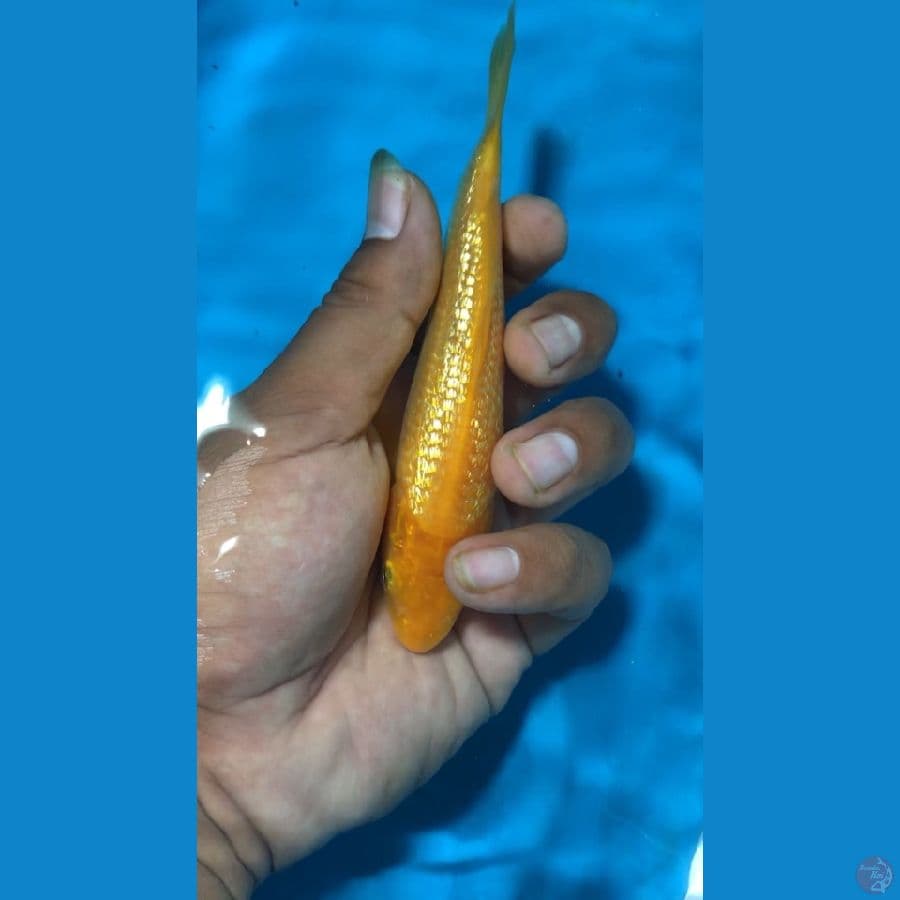 bahan ginrin C 15cm
