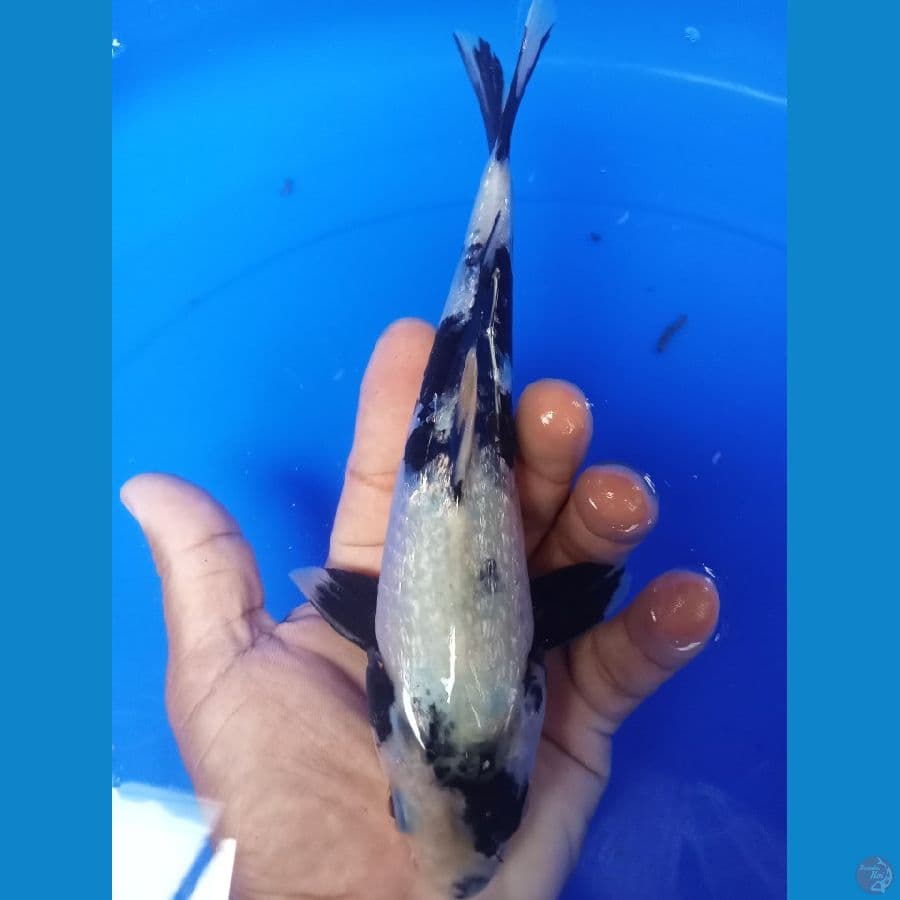 SHIRI GINDRIN
