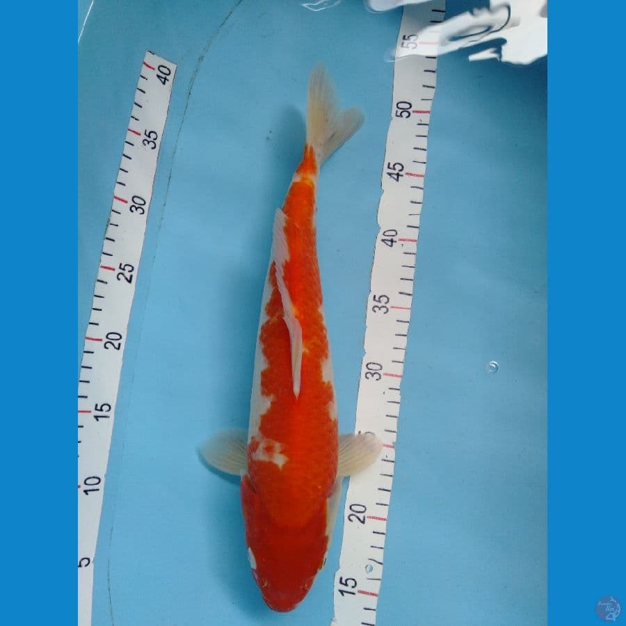 Kohaku Merah Strong