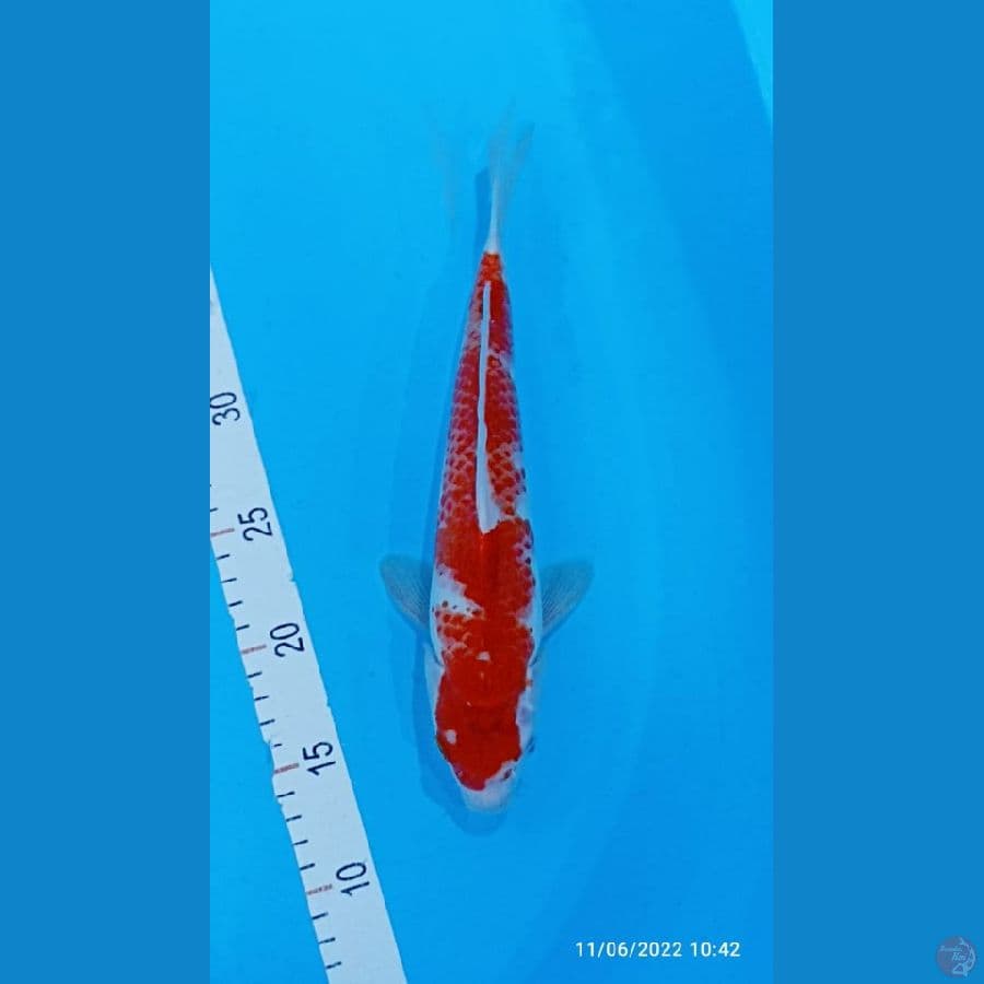 KOHAKU 30 CM