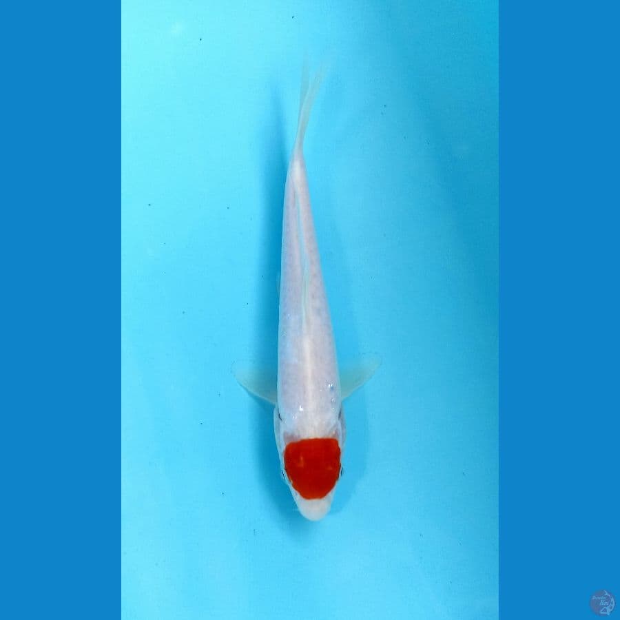 tancho kohaku 19cm