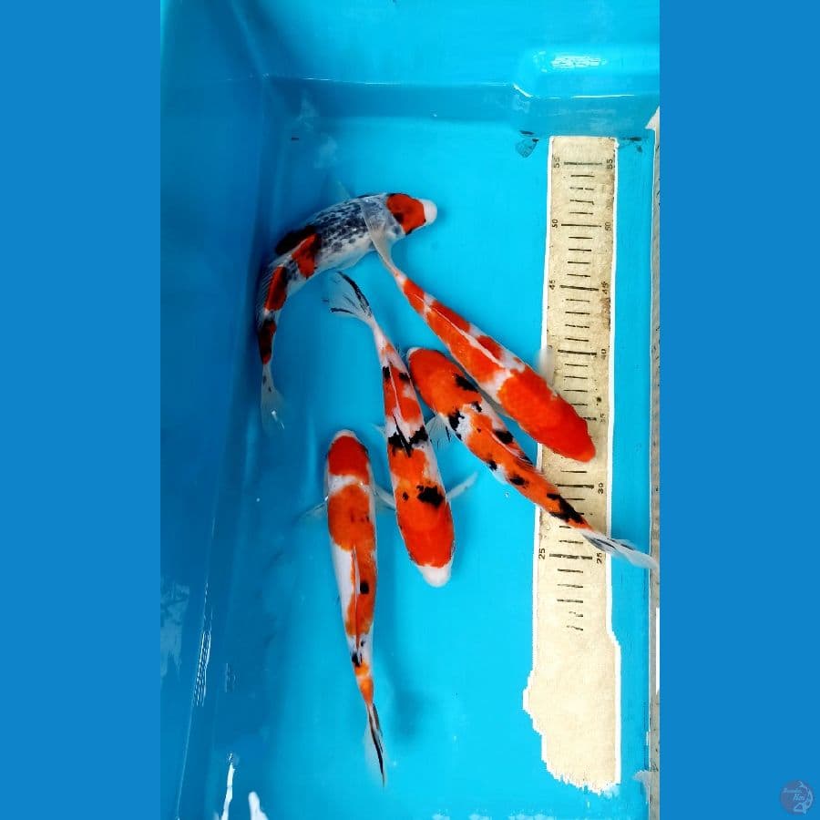mix 22/25cm
