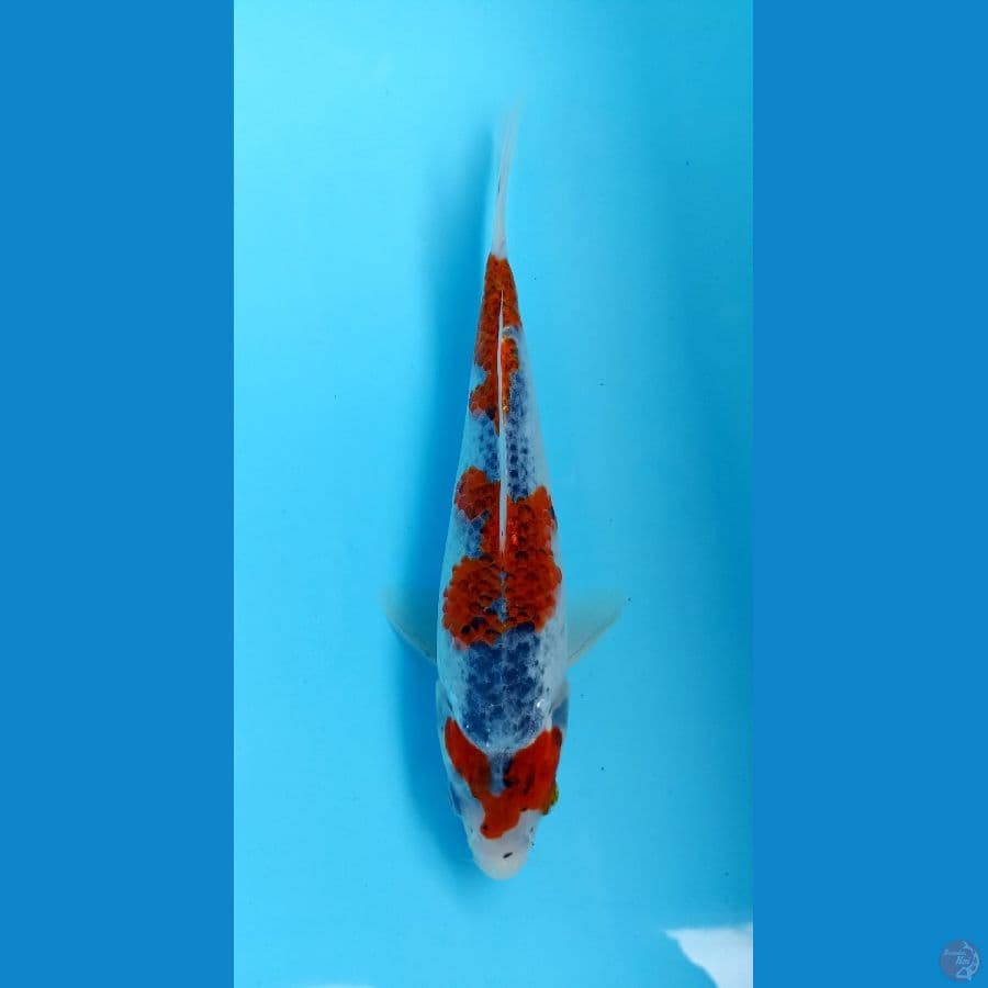 goshiki 20cm