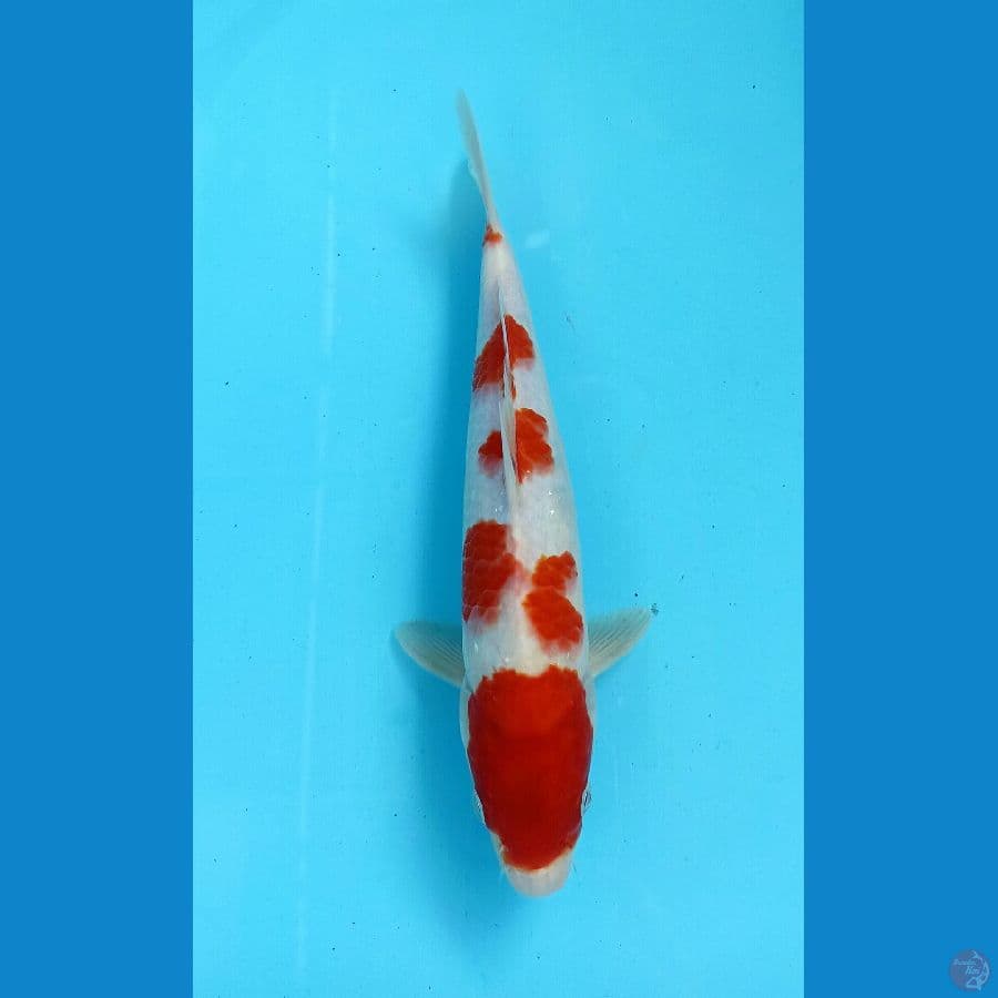 kohaku 28cm