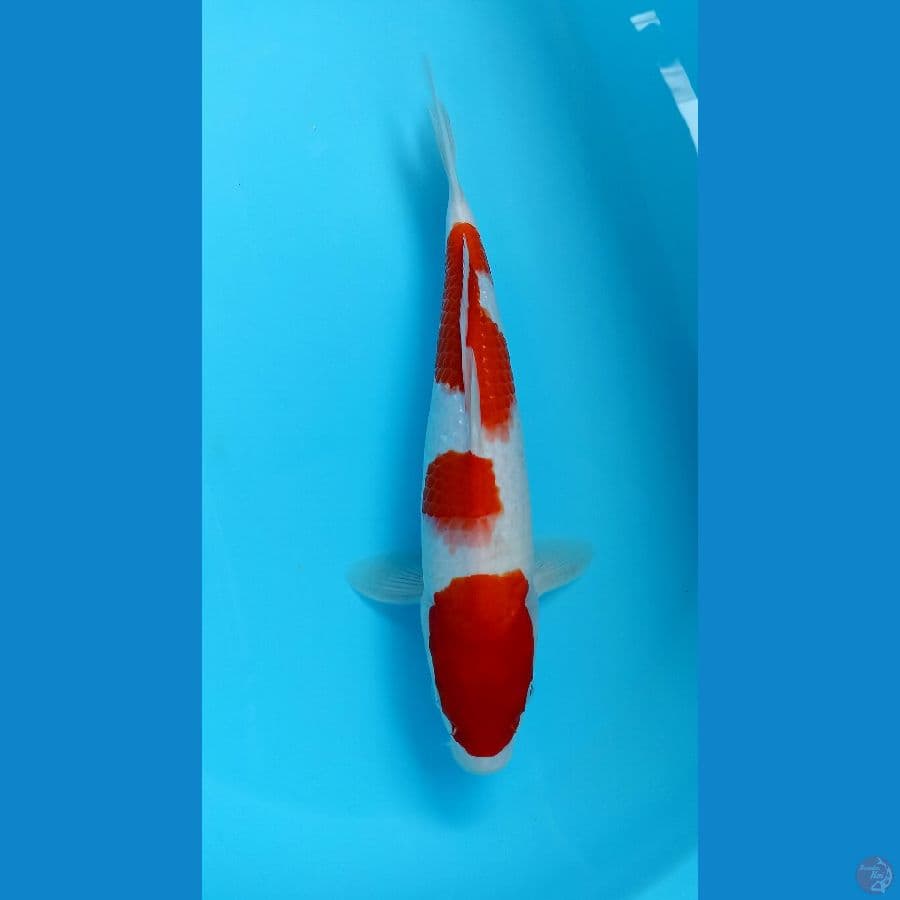 kohaku 34cm