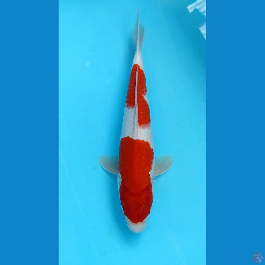 kohaku 32cm