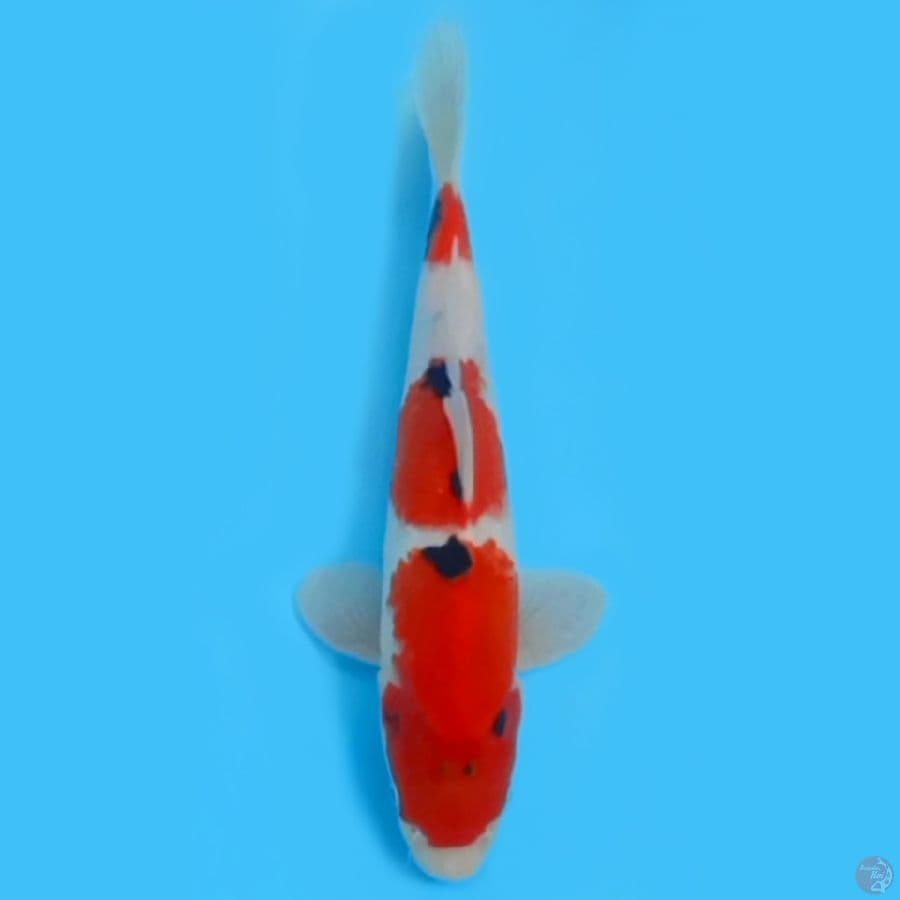 SHOWA TATEGOI BAHAN BAGUS 27CM - FEEMALE