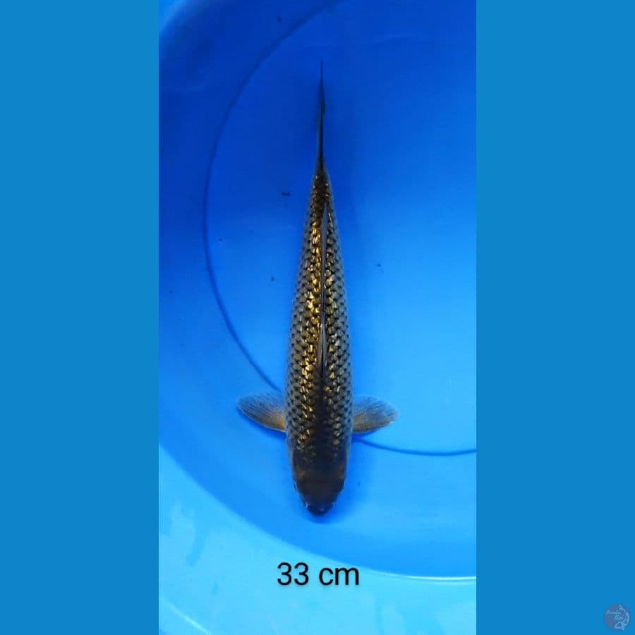 midori ginrin punuk 33 cm