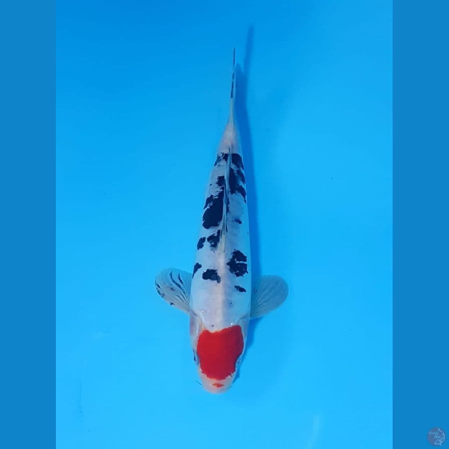 tanco sanke size 23 cm