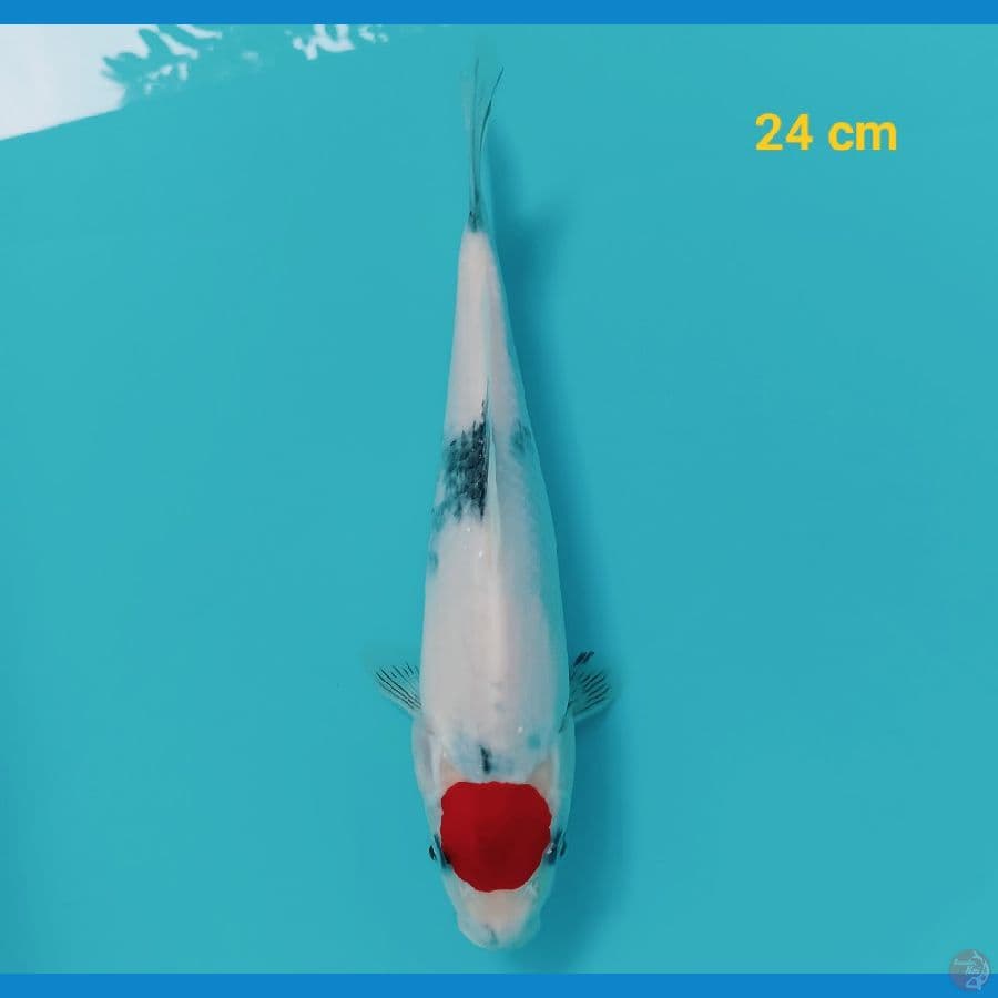 Ori Salju Tancho Showa 24 cm
