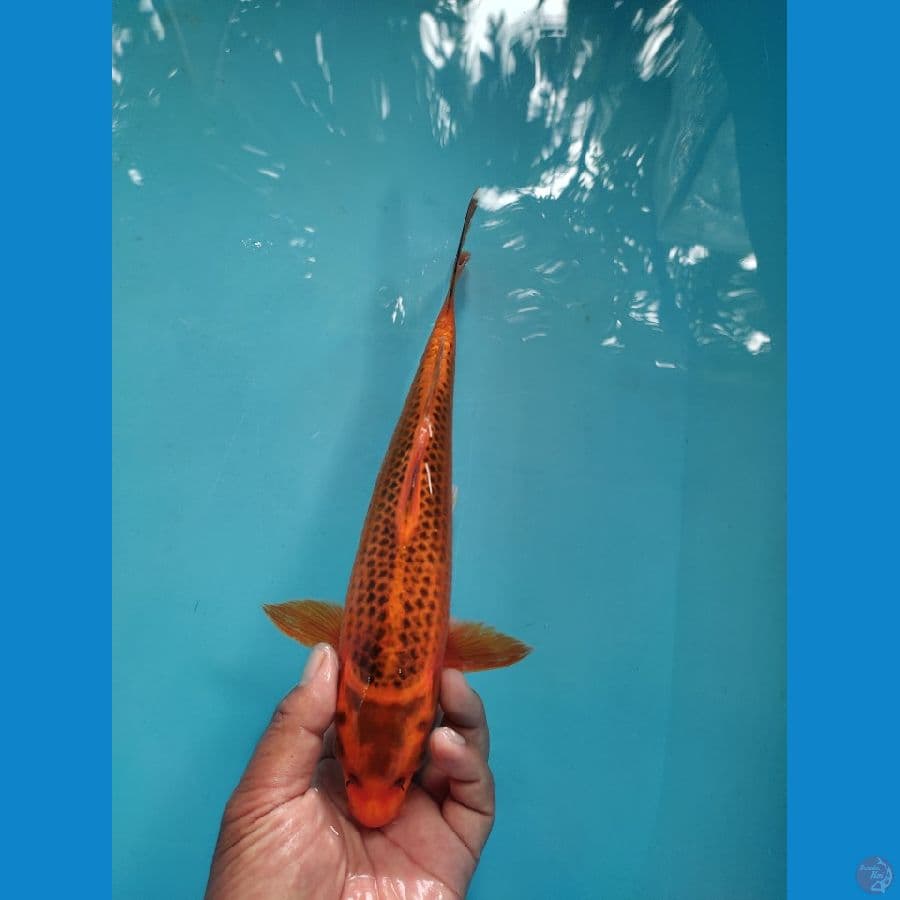 matsuba sisik jagung 30 cm