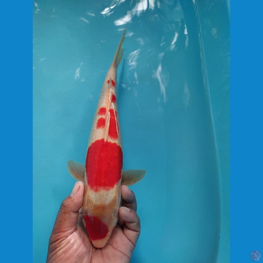 maruten kohaku 30 cm up