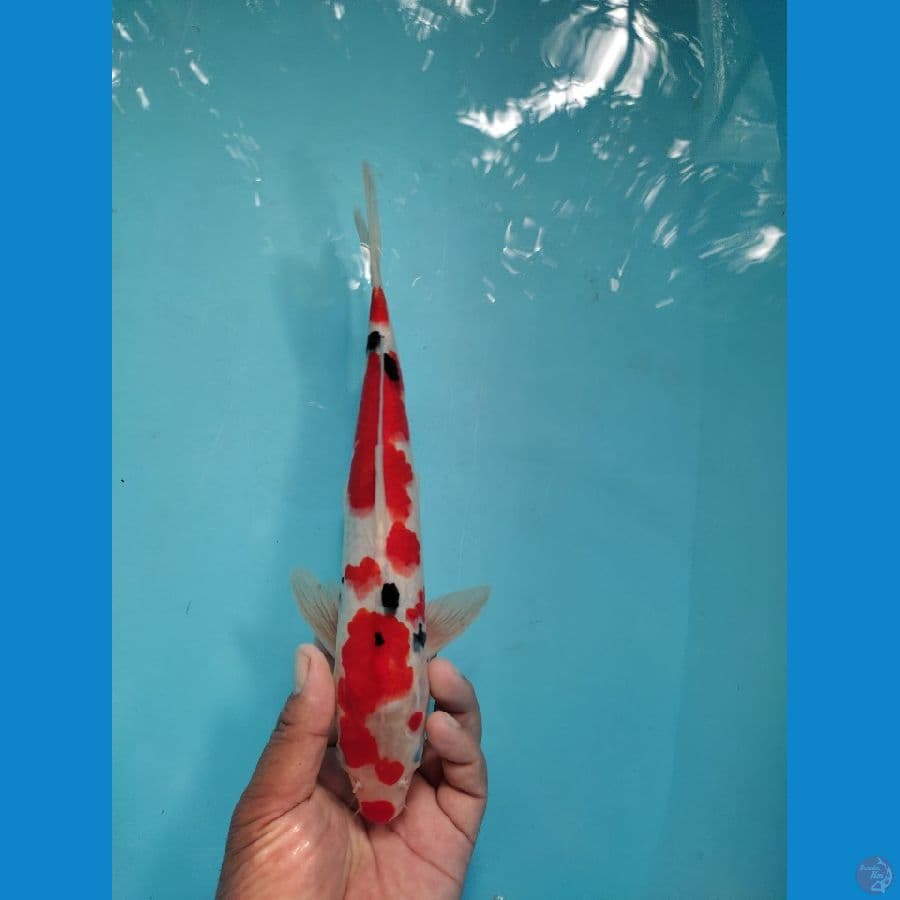 sanke. 30cm male