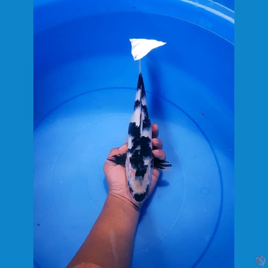 SHIRO UTSURI FINIS HITAM PEKAT PUTIH 30 cm