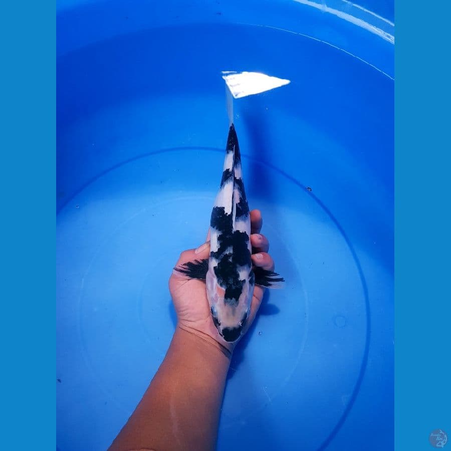 SHIRO UTSURI FINIS HITAM PEKAT PUTIH 30 cm