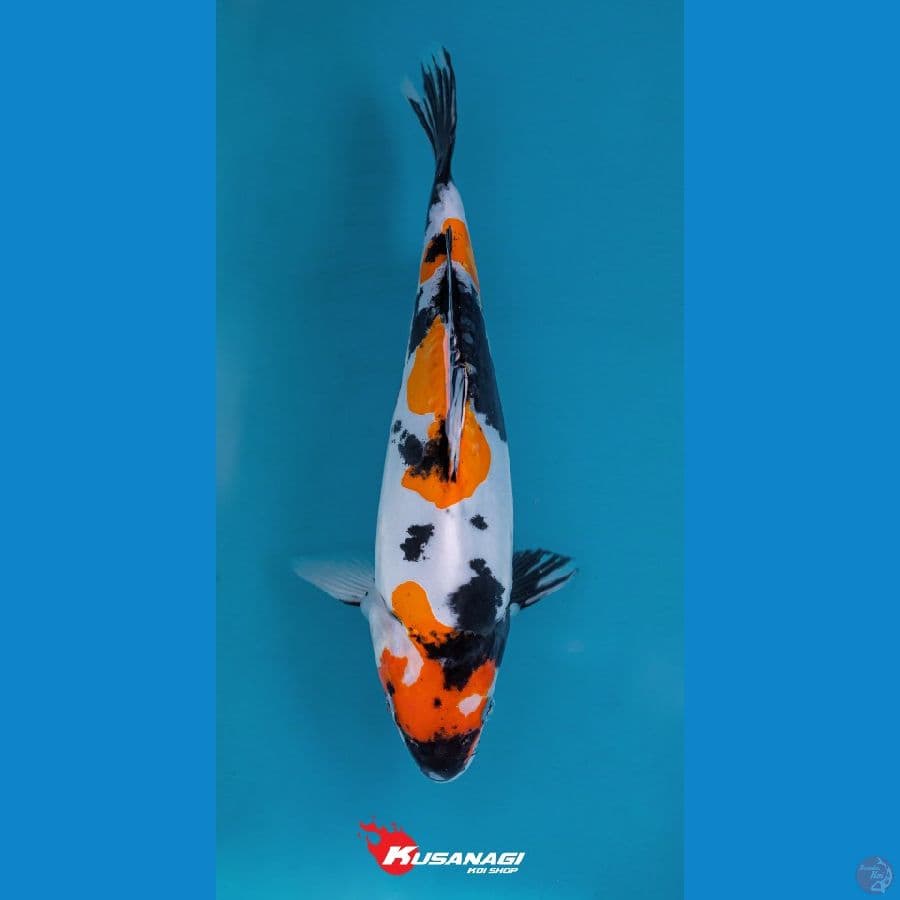Kindai Showa Doitsu 28cm Munuk
