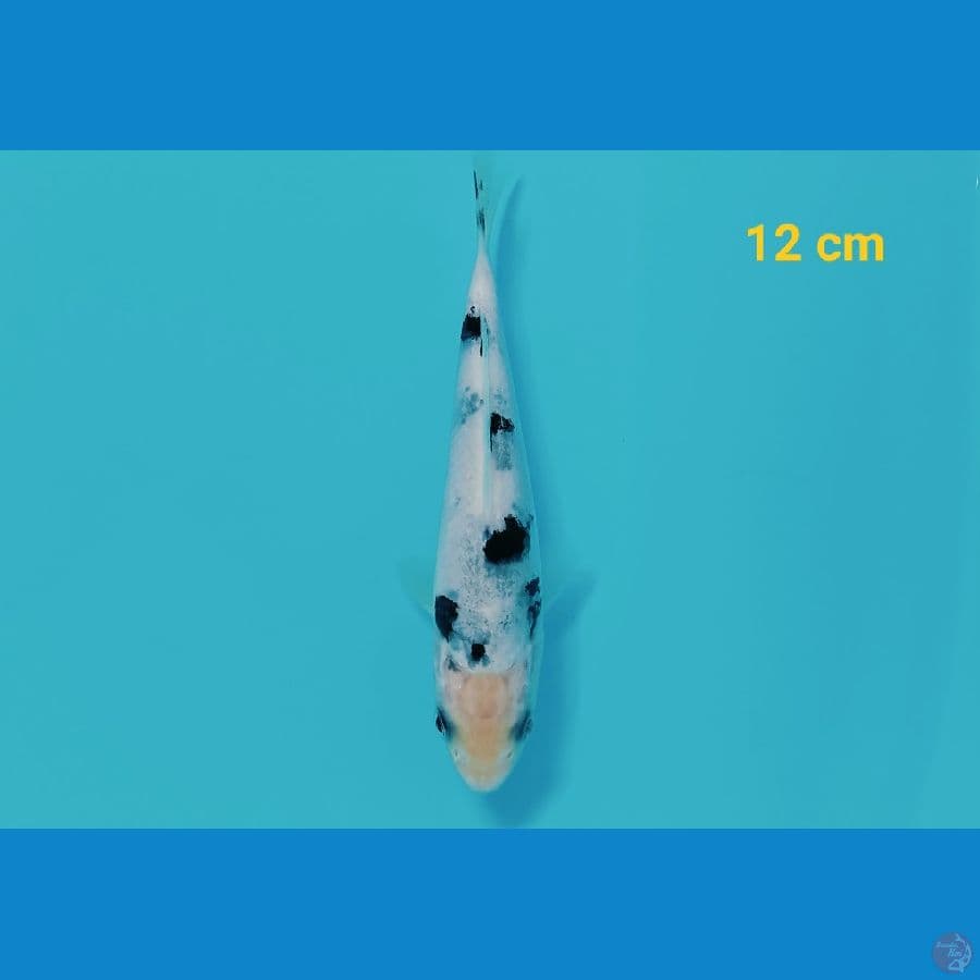 Bahan keep putih mulus 12 cm