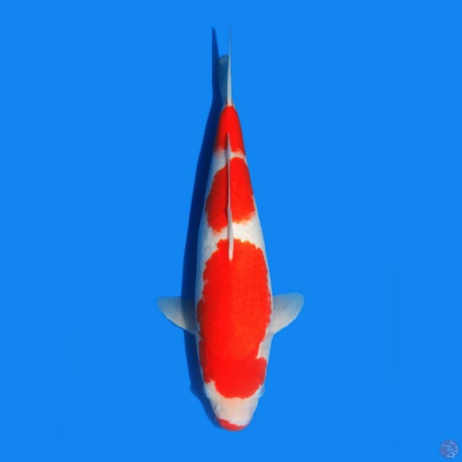 kohaku f1 Good Quality 45BU