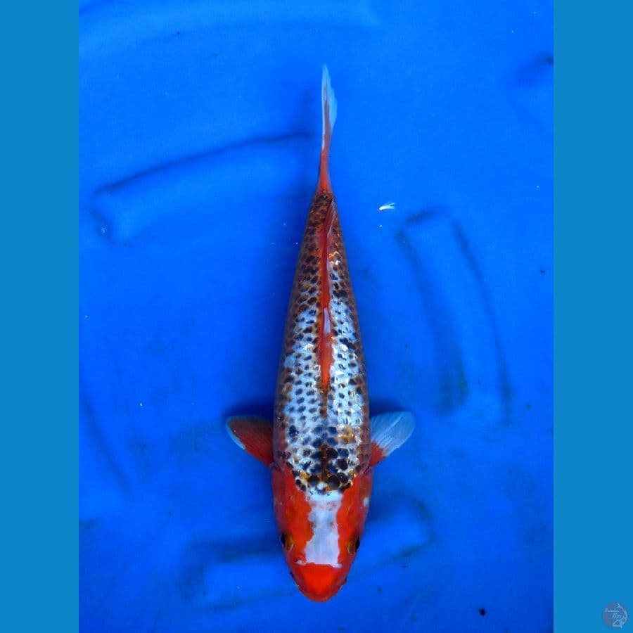 asagi gingrin 40cm