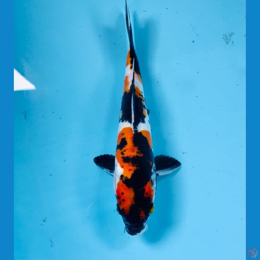 showa doitsu 22cm