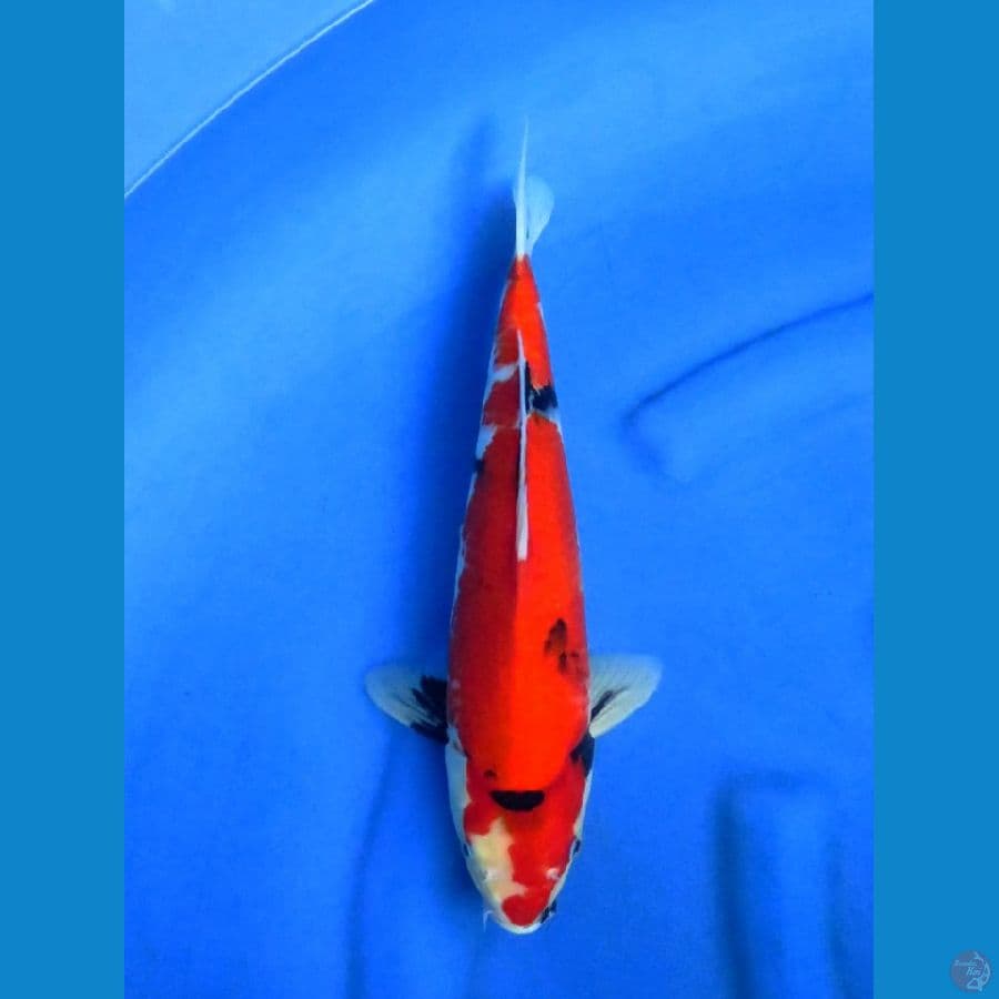 red showa tategoi 34cm