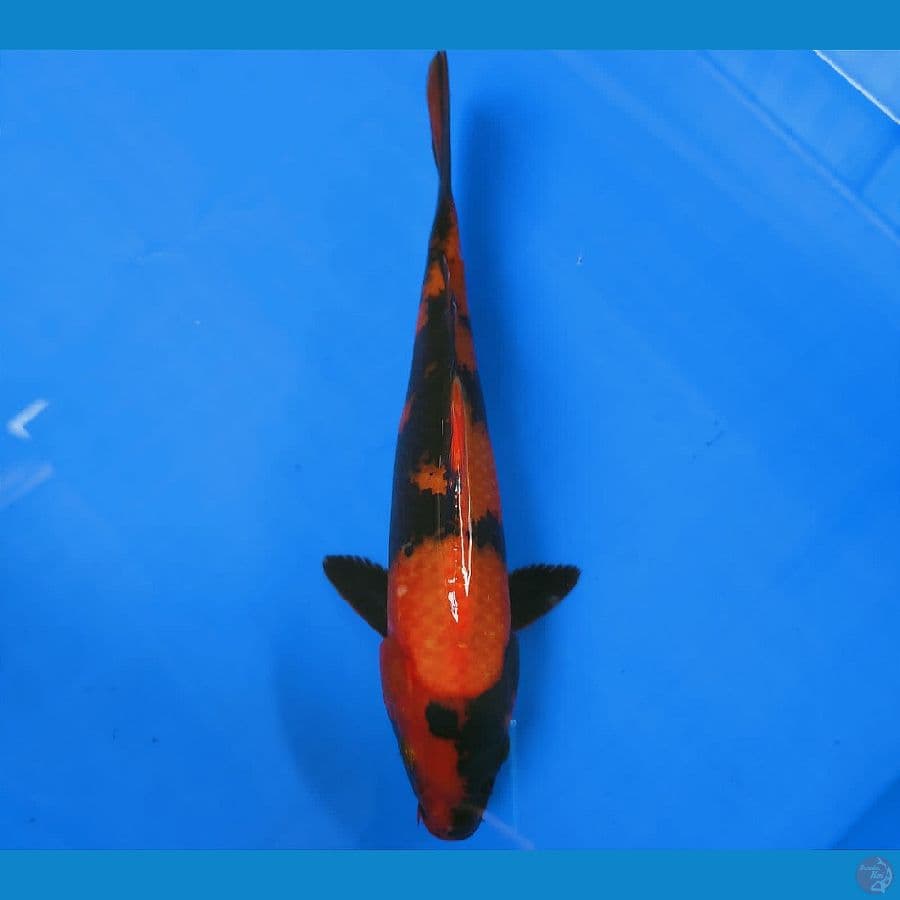 SENSO 1 ~ HIUTSURI 25CM/MALE™