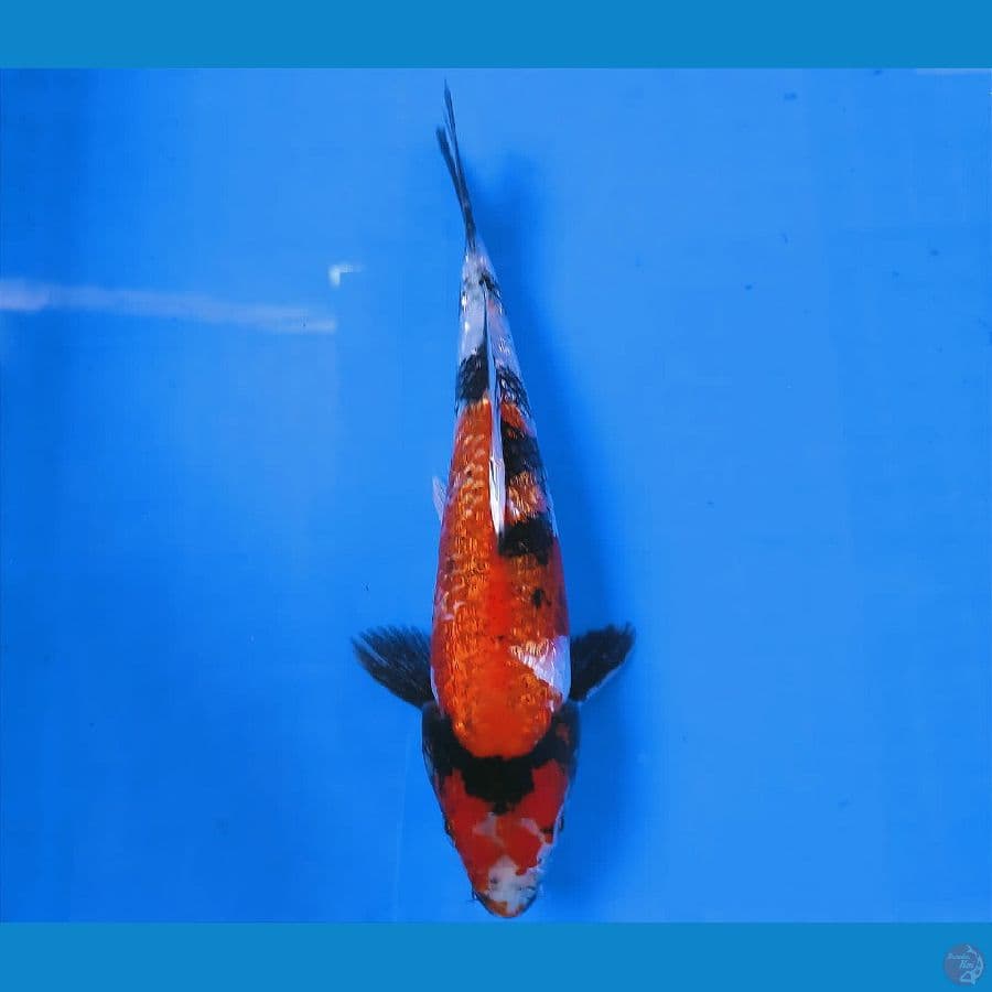 SENSO 4 ~ HI SHOWA GINRIN 23CM/MALE