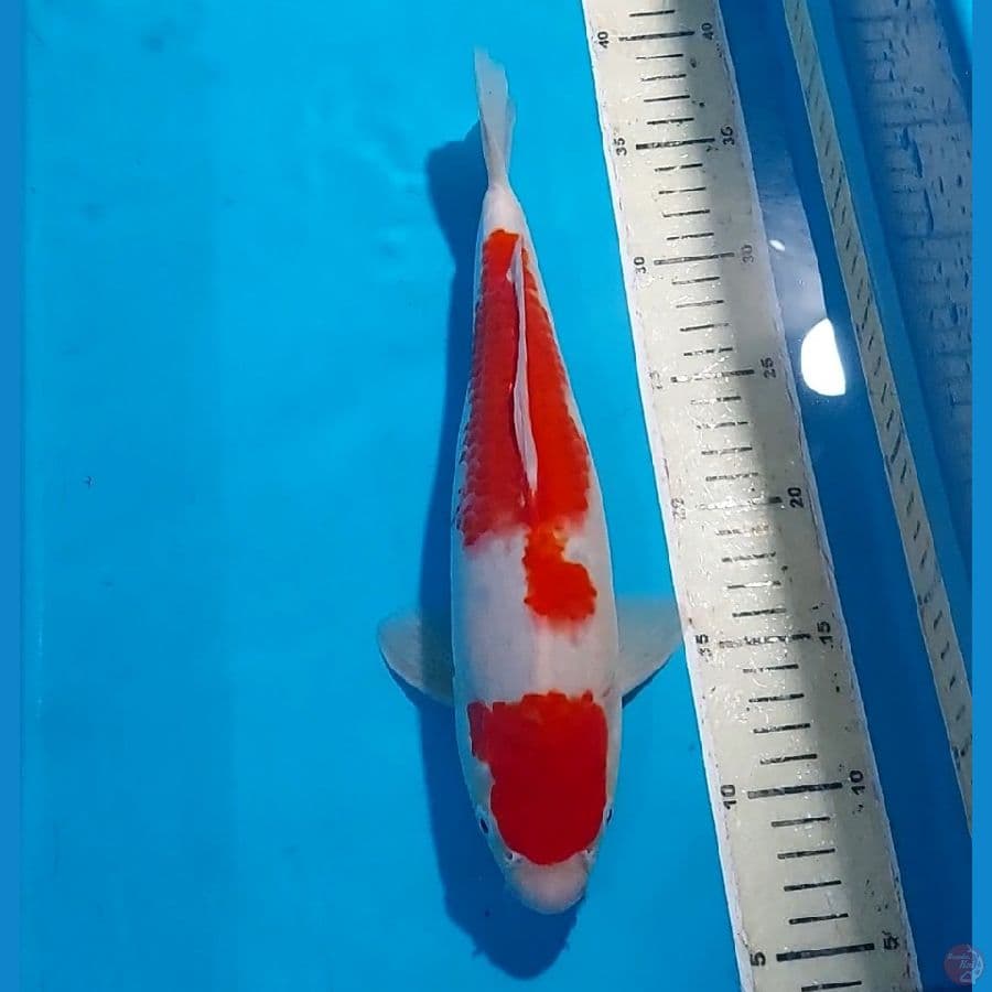 KOHAKU 30 CM