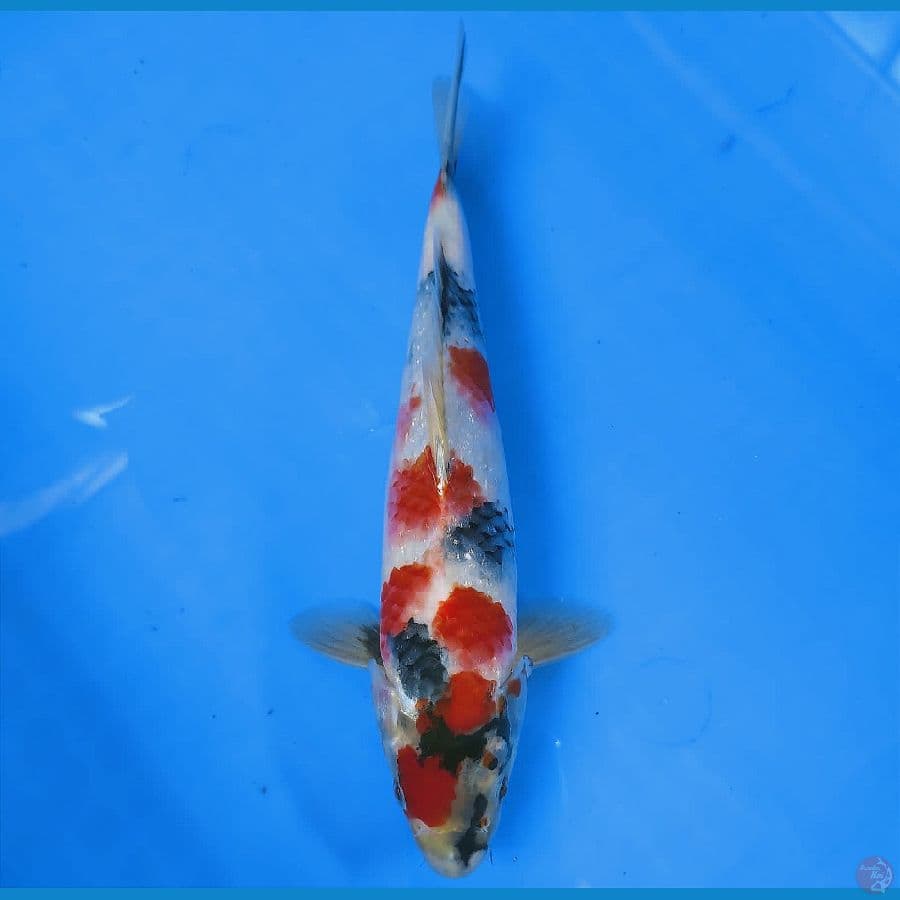SENSO 8 ~ TATEGOI KINDAI SHOWA 25CM/MALE
