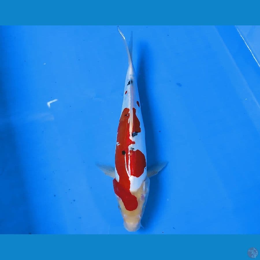 SENSO 11 ~ DOITSU SANKE 26CM/MALE