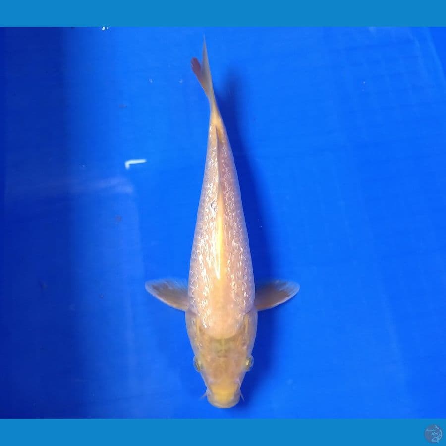 SENSO 13 ~ KARASHI GINRIN 28CM/MALE