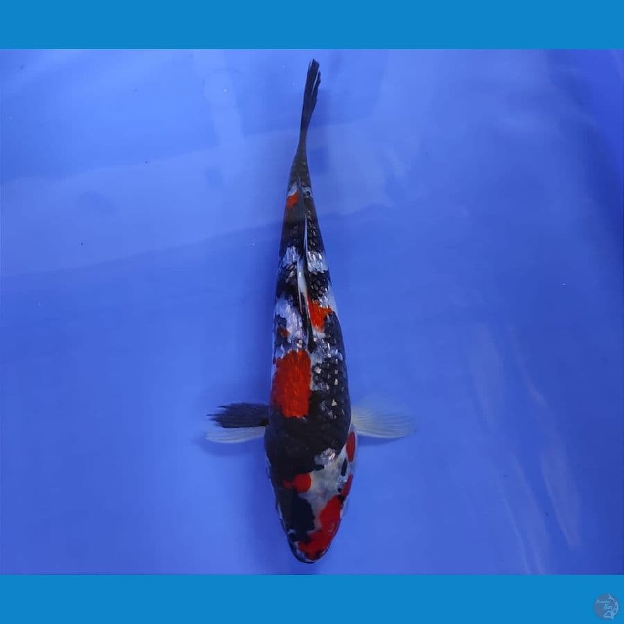 SENSO 14 ~ HI SHOWA GINRIN 23CM