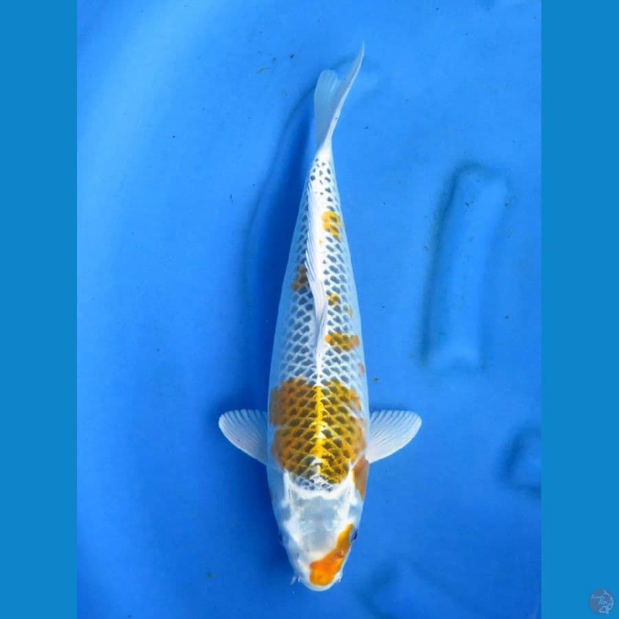 Kirin Kujaku