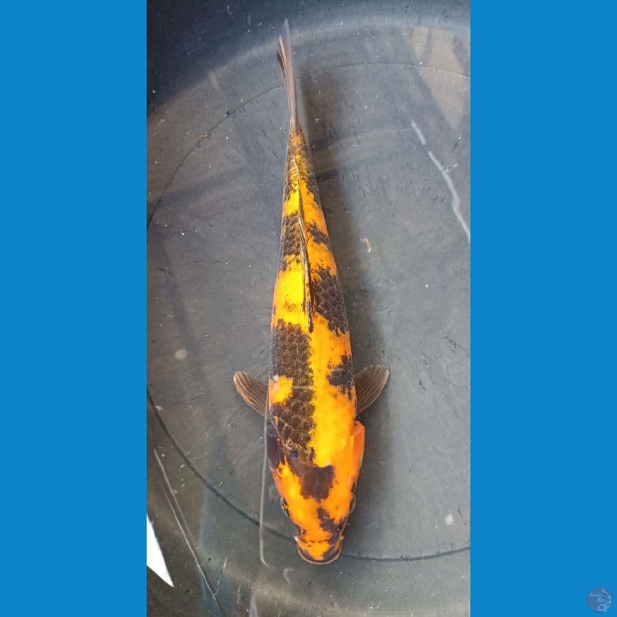 kin utsuri 31cm