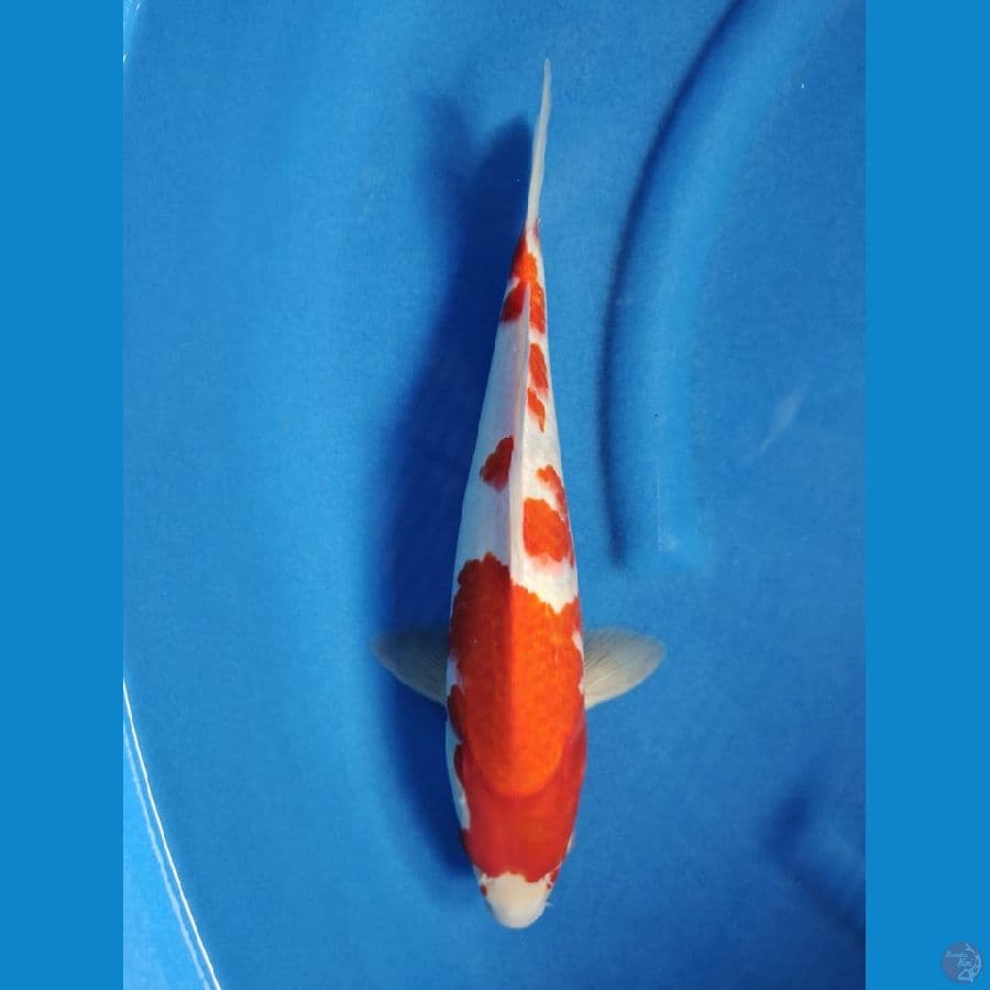 kohaku male 33cm