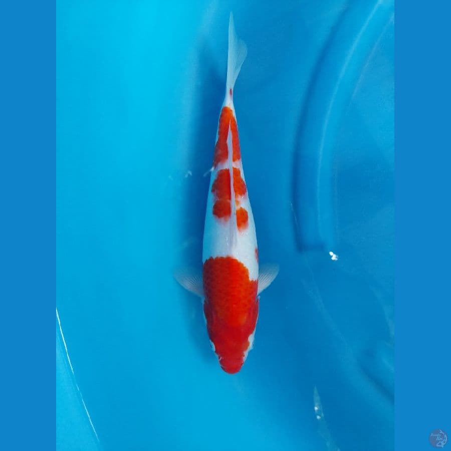 Kohaku Serti One Kois Farm
