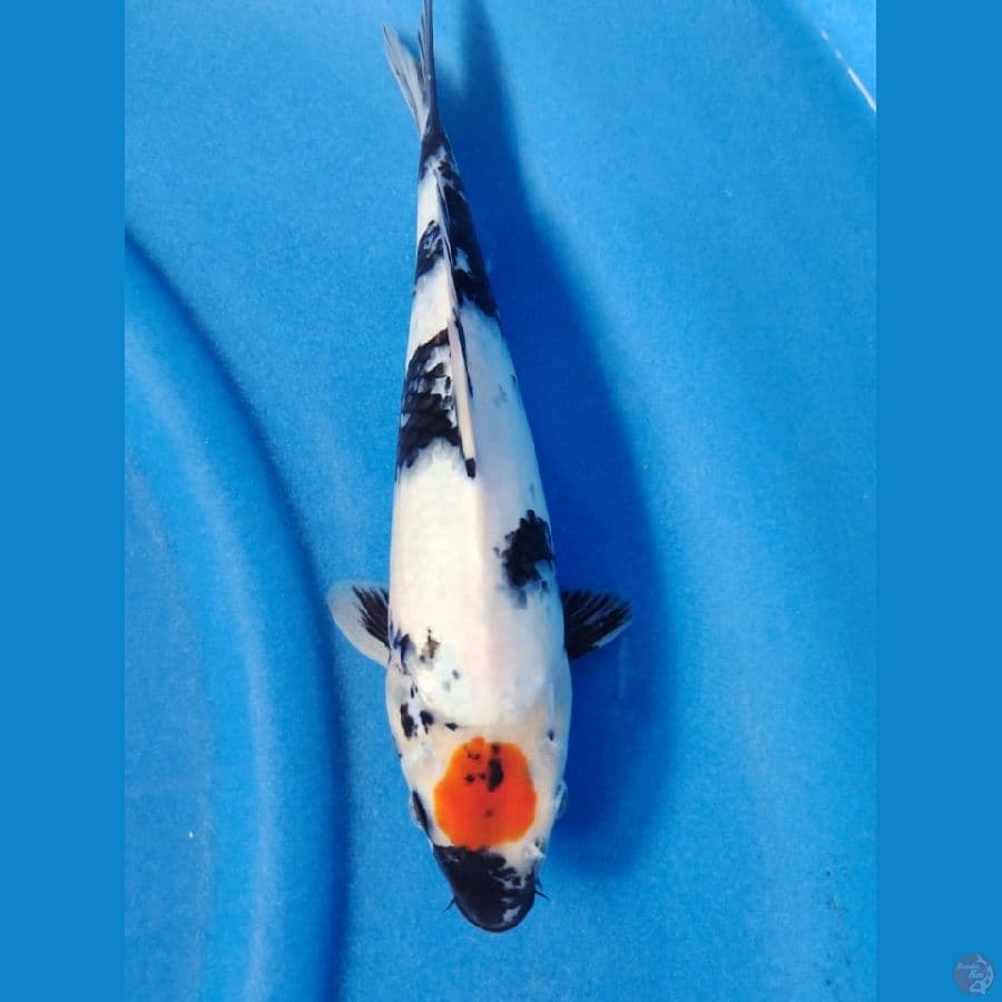 tanco showa male 31cm