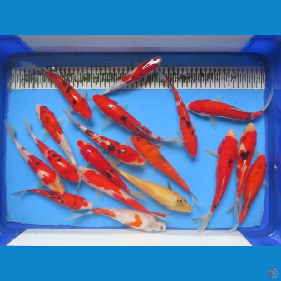 Mix Koi 18 - 20 Cm