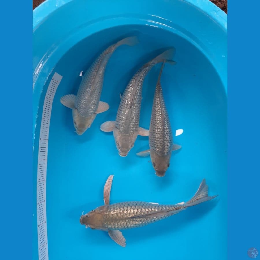 Soragoi Gindrin Munuk 33-36 cm