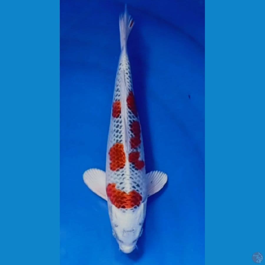 kujaku fimale 28 cm