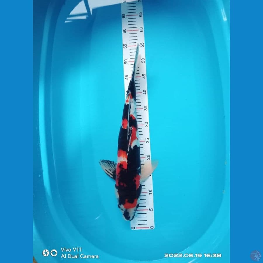 MKC KOI GRUB
