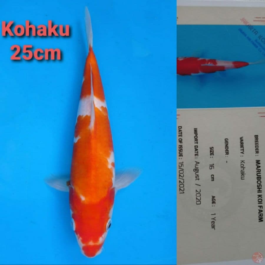 MARUBOSHI KOHAKU 25CM